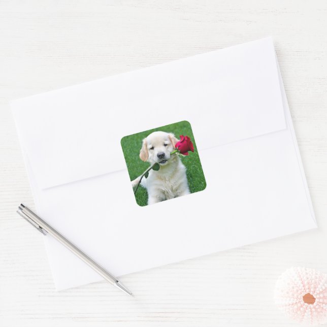 Adesivo Quadrado Ouro Retriever Puppy com Rosa vermelha (Envelope)