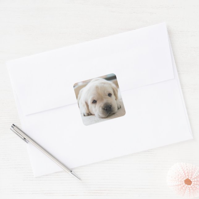 Adesivo Quadrado Ouro Sonolento Labrador Puppy (Envelope)