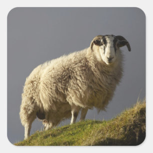 Adesivo Quadrado Ovelhas, Península de Trotternish, Ilha de Skye,