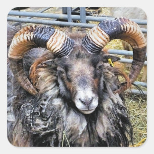 ADESIVO QUADRADO OVINO