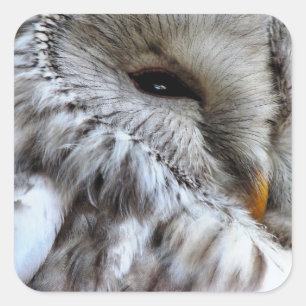 ADESIVO QUADRADO OWLS