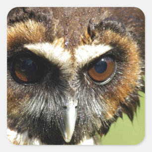 Adesivo Quadrado Owls Animal Birds Nature Park