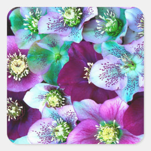 Adesivo Quadrado Padrão de Heliborus de flor de floração de inverno