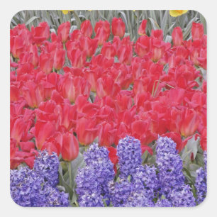 Adesivo Quadrado Padrão de jacinto, tulipas e narcisos,