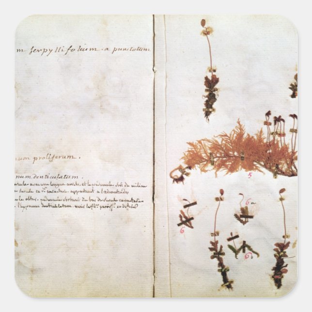 Adesivo Quadrado Página 15 de um Herbário (Frente)