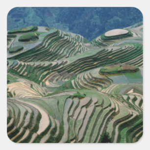 Adesivo Quadrado Paisagem de terraços de arroz na montanha,