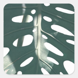 Adesivo Quadrado Pale Green Pastel Swiss Cheese Plant