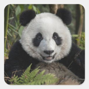 Adesivo Quadrado Panda jovem feliz, China