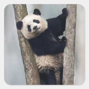 Adesivo Quadrado Panda jovem subindo em uma árvore, China