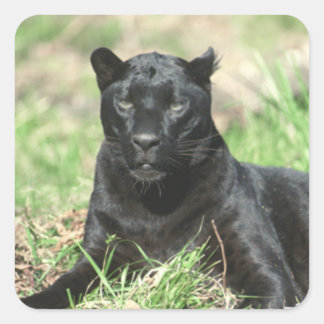 Adesivo Quadrado Pantera Negra
