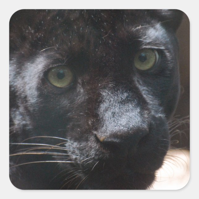 Adesivo Quadrado Pantera Negra Penosa (Frente)