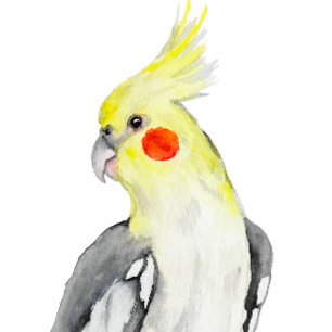 Adesivo Quadrado Papagaio Cockatiel de Cores Aquáticas.
