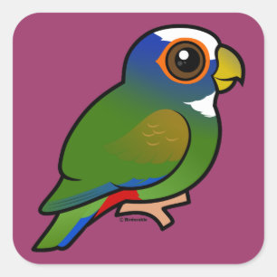 Adesivo Quadrado Papagaio de Coroa Branca