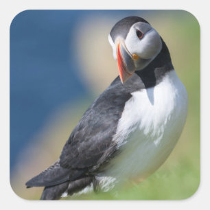 Adesivo Quadrado Papagaio-do-mar (Fratercula Arctica) no Penhasco 2