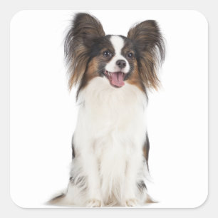 Adesivo Quadrado Papillon - Cachorro Cachorro - Cachorro do Amor