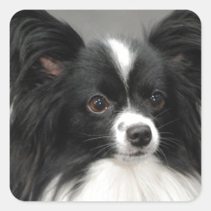 Adesivo Quadrado Papillon Dog Stickers