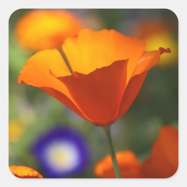 Adesivo Quadrado papoila (Frente)
