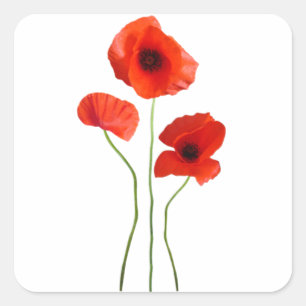Adesivo Quadrado papoila - poppy