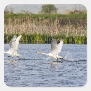 Adesivo Quadrado Par reprodutor de cisnes da tundra decolando para