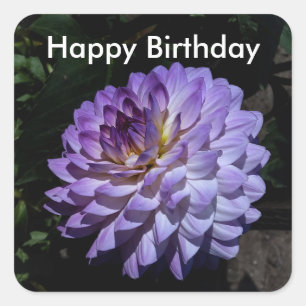 Adesivo Quadrado Parabéns Dahlia Bea Paradise #1