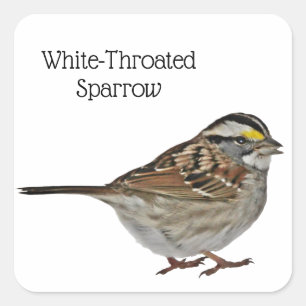 Adesivo Quadrado Pardal Branco-Throated