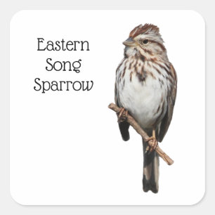 Adesivo Quadrado Pardal da Música Oriental