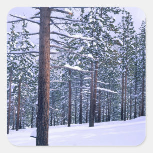 Adesivo Quadrado PARQUE ESTADUAL DO LAGO TAHOE, NEVADA. EUA. Neve f