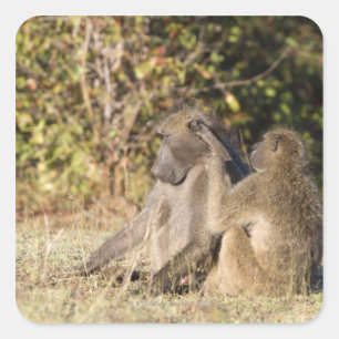 Adesivo Quadrado Parque nacional de Kruger, África do Sul