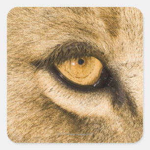 Adesivo Quadrado Parque nacional de Kruger, província de Limpopo