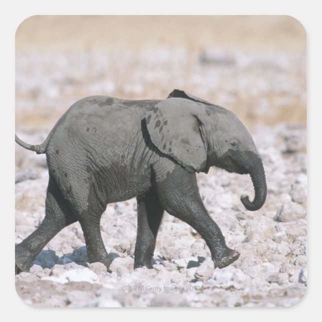Adesivo Quadrado Parque Nacional Etosha, Namíbia (Frente)