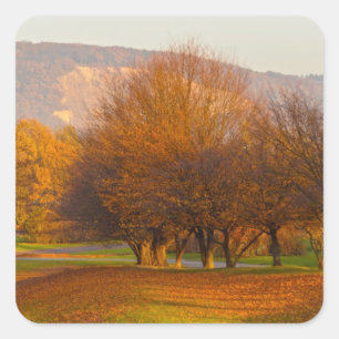 Adesivo Quadrado Parque Rheinaue