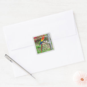 Adesivo Quadrado Parrot Sticker