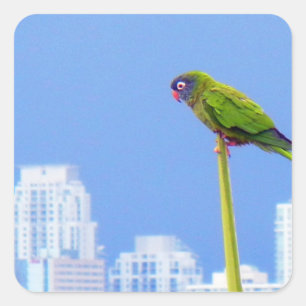 Adesivo Quadrado ~Parrot~ STICKER, PUBLICIDADE, PERSONALIZAR