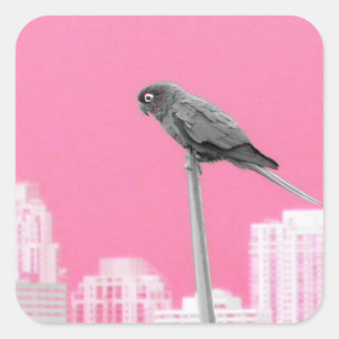 Adesivo Quadrado ~Parrot~ STICKER, PUBLICIDADE, PERSONALIZAR