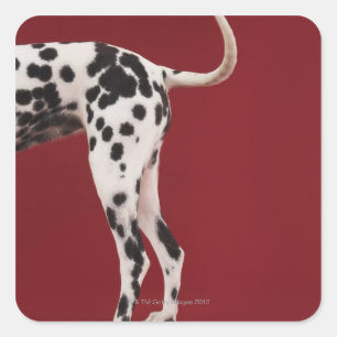 Adesivo Quadrado Parte traseira do Dalmatian