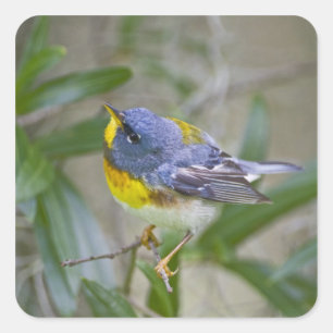 Adesivo Quadrado Parula americana (Parula americana)