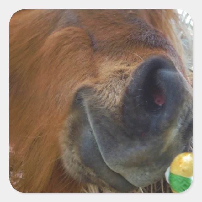 Adesivo Quadrado Páscoa Bunny e Cavalo Marrom (Frente)