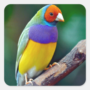 Adesivo Quadrado Passarinho gouldian colorido