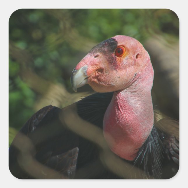 Adesivo Quadrado pássaro (Frente)