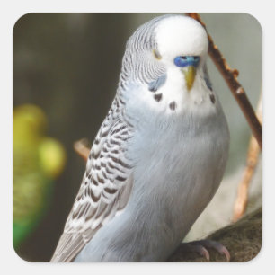 Adesivo Quadrado Pássaro cinzento de Budgie