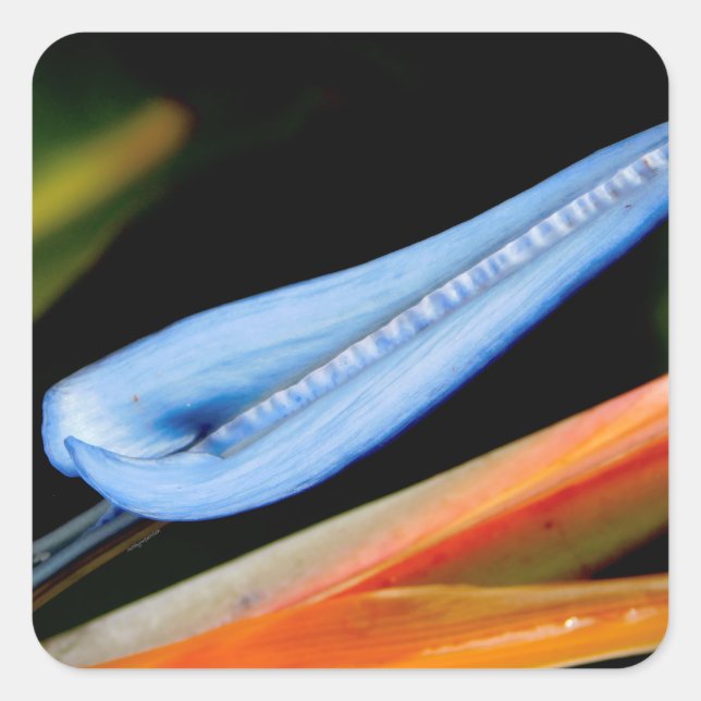 Adesivo Quadrado Pássaro da Foto do Paraíso (Frente)