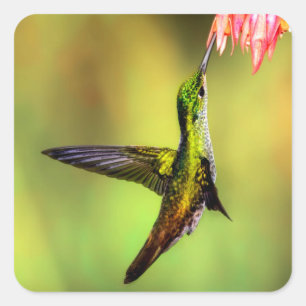 Adesivo Quadrado Pássaro de Flor Rosa