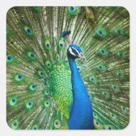 Adesivo Quadrado Pássaro de Peacock Colorido