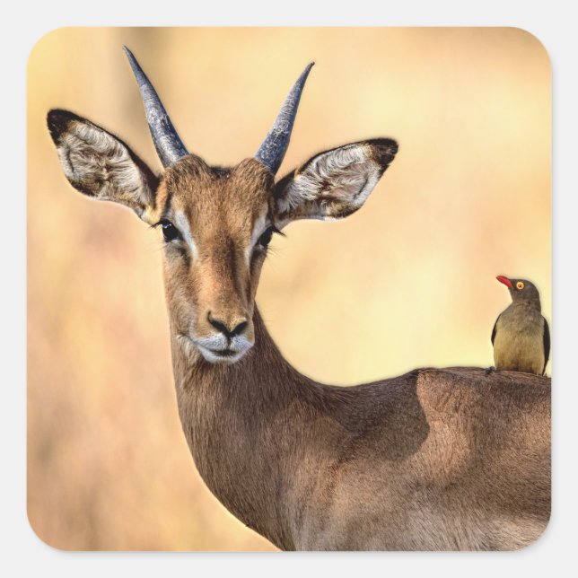 Adesivo Quadrado Pássaro Impala e Oxpecker na África (Frente)