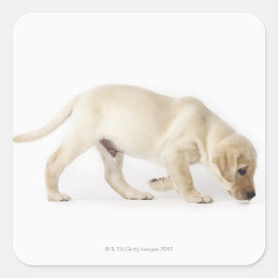 Adesivo Quadrado Passeio do filhote de cachorro de labrador