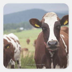 Adesivo Quadrado Pastando vacas