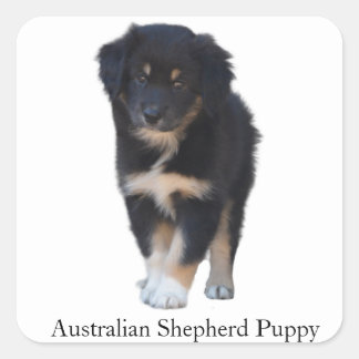 Adesivo Quadrado Pastor australiano (Aussie)