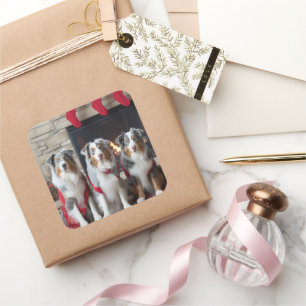 Adesivo Quadrado Pastor australiano no Natal da Lareira