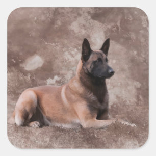 Adesivo Quadrado Pastor belga de Malinois - Mechelaar