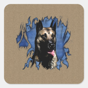 Adesivo Quadrado pastor belga - Malinois